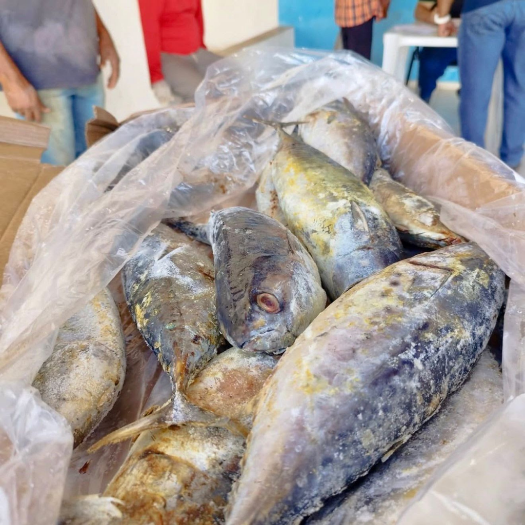 Prefeitura de Cuité distribui 4,5 toneladas de peixe durante a Semana Santa