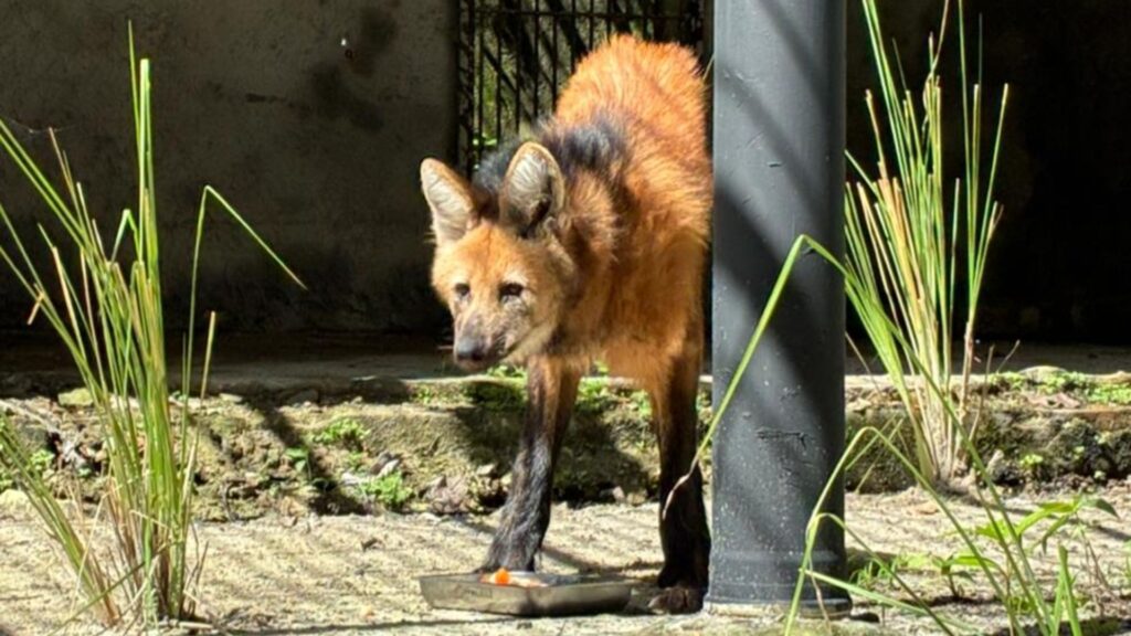 Parque da Bica recebe Mila, lobo-guará fêmea que estava em Goiás