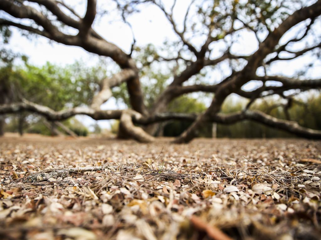 Paraíba tem quase 120 cidades em situação de emergência por causa da estiagem
