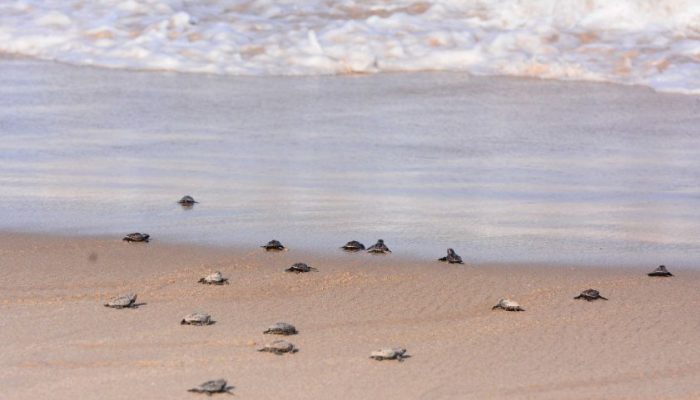 João Pessoa utiliza tecnologia inédita para proteger tartarugas marinhas