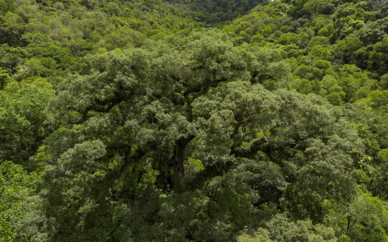 Desmatamento da Mata Atlântica tem queda de 28% em um ano
