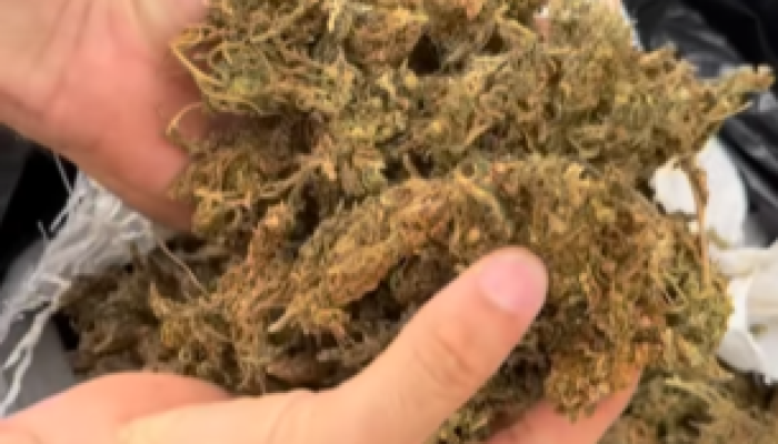Polícia Civil apreende quase meio milhão de reais em drogas no cariri paraibano