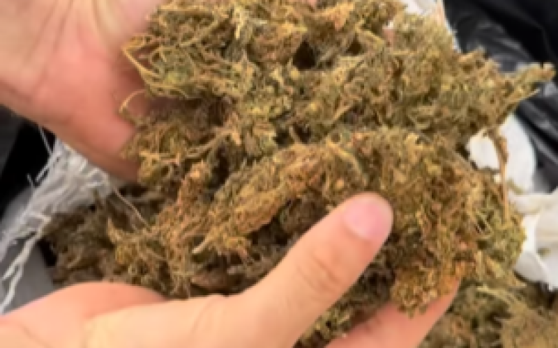 Polícia Civil apreende quase meio milhão de reais em drogas no cariri paraibano