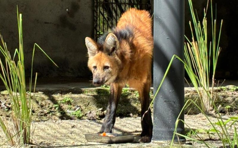 Parque da Bica recebe Mila, lobo-guará fêmea que estava em Goiás