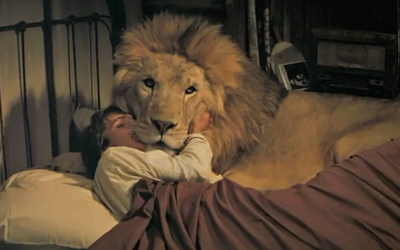 ‘Roar’: filme mais perigoso da história usou leões de verdade e deixou 70 pessoas feridas