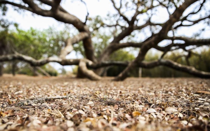 Paraíba tem quase 120 cidades em situação de emergência por causa da estiagem
