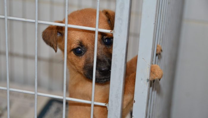 Paraíba Pet promove mais de 400 castrações em seis cidades até quinta-feira (30)