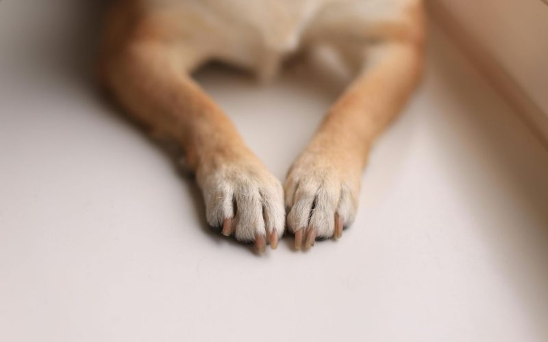 Mais de 60 cães morrem com suspeita de envenenamento no Sertão da Paraíba